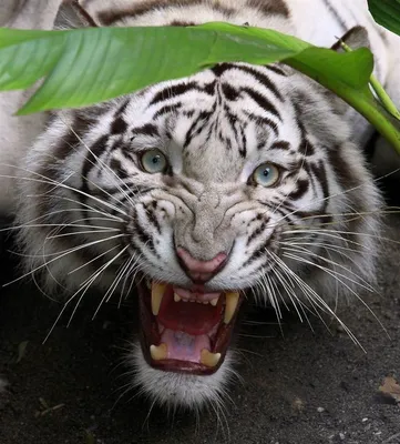 Ружье не поможет» Как пираты и браконьеры воюют с тиграми-людоедами в самых  опасных джунглях планеты: Звери: Из жизни: Lenta.ru