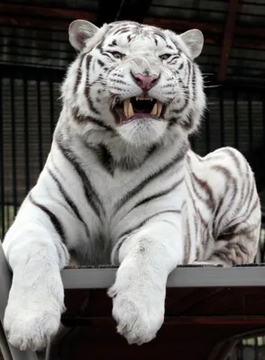 Бенгальский тигр (Panthera tigris bengalensi) — особый подвид тигра,  обитающий в Северной и Центральной Индии, … | Бенгальский тигр, Дикие  животные, Красивые кошки