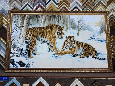 Бенгальские тигры в зоопарке Стоковое Фото - изображение насчитывающей  сторона, померанцово: 159158764