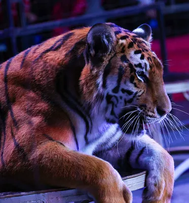 Бенгальские тигры – Цирк-шапито \"VIVAT\"