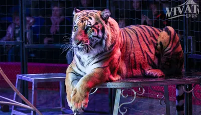 Два бенгальских тигренка родились в нижегородском зоопарке - Газета.Ru |  Новости