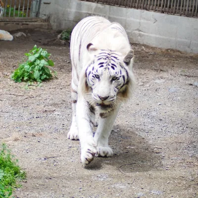Бенгальский тигр — Зоопарк Садгород