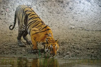 потрясающие 3d леди и бенгальские тигры позируют на черном фоне с вырезкой,  дикий кот, черный тигр, тигр фон картинки и Фото для бесплатной загрузки