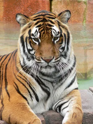 Файл:Panthera tigris7.jpg — Википедия