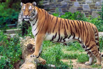Малыши бенгальские тигры. Тайган. Крым | Cubs bengal tigers - YouTube