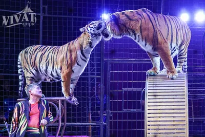 Бенгалы Вагр и Ненси отметили международный день тигра в новом вольере с  бассейном