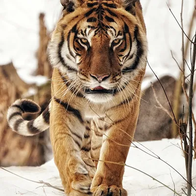 Бенгальские тигры в Истре: Минэкологии и Росприроднадзор устанавливают  обстоятельства появления экзотических животных в Подмосковье