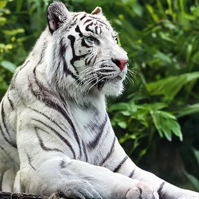 Бенгальский тигр - Wikiwand