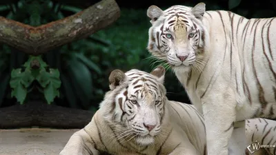 Бенгальские тигры - Zoo