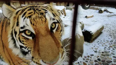 Тигры: 10 фактов о самых больших кошках в мире» — создано в Шедевруме