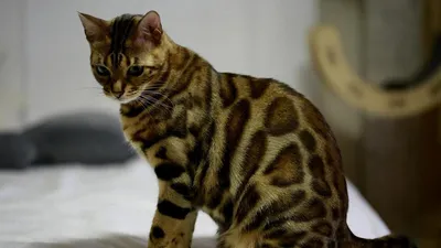 Бенгальский кот: характер, особенности породы и правила ухода