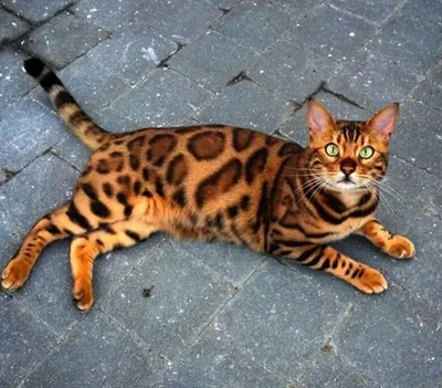 Элитный домашний леопардик — Бенгальский кот | Pets2.me | Дзен