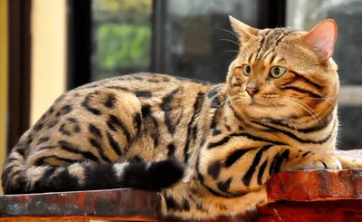 Размеры бенгальской кошки | Гавкуша | Дзен