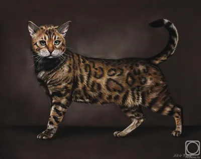 Бенгальский кот» картина Цыбиковой Ники (бумага, пастель) — купить на  ArtNow.ru