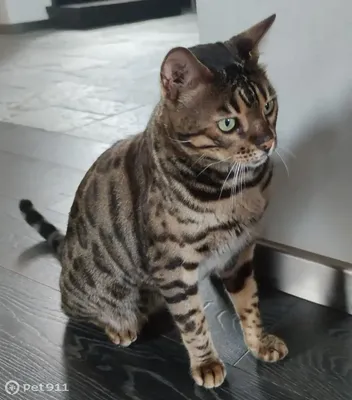 Раймонд Бенгальский кот