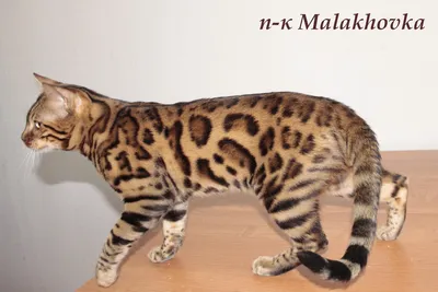 Дикий бенгальский кот Яманеко | Пикабу