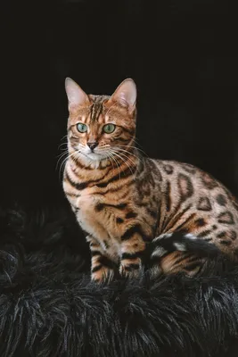 Бенгальские котята бенгальская кошка бенгальский кот