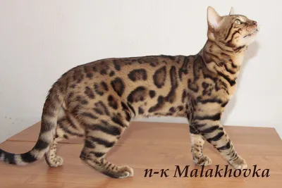 Бенгальский кот Шаляпин.