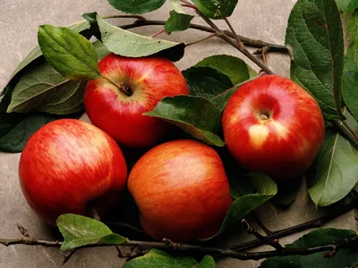 Бесплатно скачать фото Берендеевы яблоки