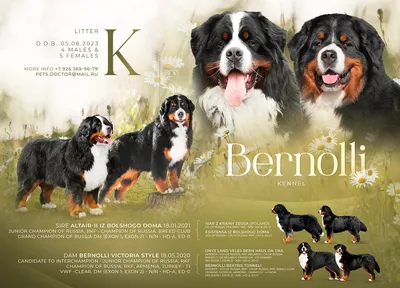 Бернский зенненхунд - описание породы собак: характер, особенности  поведения, размер, отзывы и фото - Питомцы Mail.ru