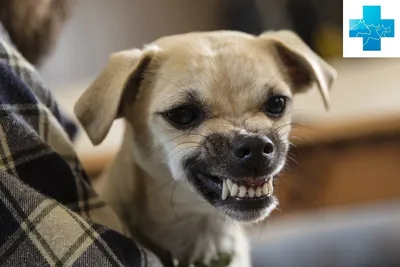 Бешенство подозревают у собаки, проживающей в частном доме в Подольске -  Общество - РИАМО в Подольске