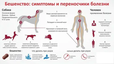 Заболевания бешенством в Запорожской области: каких животных стоит  опасаться | Портал Акцент