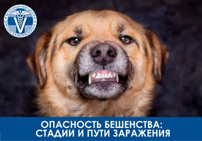 Бешенство подозревают у домашней собаки с Колхозной улицы Подольска - Из  жизни - РИАМО в Подольске