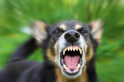 Бешенство у собак: признаки, стадии болезни, прививки от бешенства