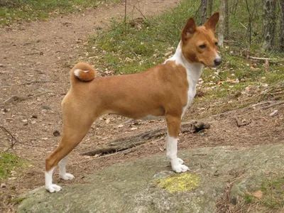 Басенджи: фото, характер и описание нелающей собаки - Purina ONE®