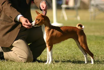 Охотничьи породы: басенджи, тихая и умная собака - Hunting Passion