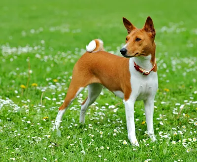 Басенджи: фото, характер, щенки, стандарты, все о породе собак басенджи |  Блог зоомагазина Zootovary.com