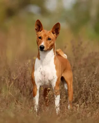 Басенджи порода Собаки из города Новосибирск — Социальная сеть владельцев  домашних животных - ЗооЛайкер - ZooLiker