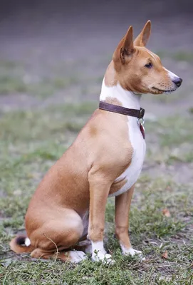 Басенджи - Питомник собак породы басенджи