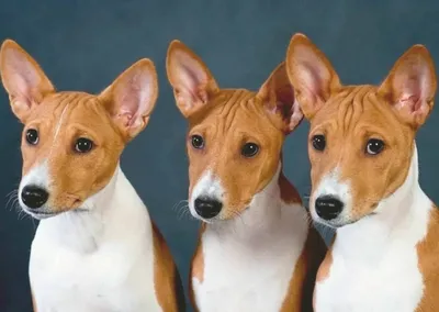 Басенджи порода собак портрет на зеленом фоне | Премиум Фото