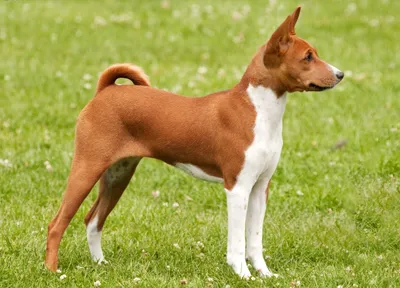 Обзор породы Басенджи или Африканская нелающая собака | Особенности породы  | Самая древняя собака? - YouTube