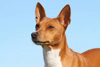 Басенджи собака фото цена описание породы: фото, описание, отзывы,  особенности породы