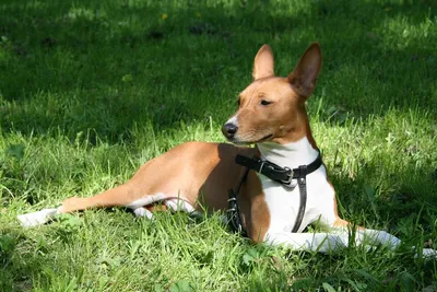 Басенджи — порода охотничьих собак на выставке собак | Премиум Фото