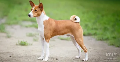 Все о породе собаки басенджи: история, стандарты, уход и советы по выбору  щенка