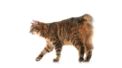 Как бесхвостые породы кошек выживают без хвоста | Домашняя фауна | Дзен