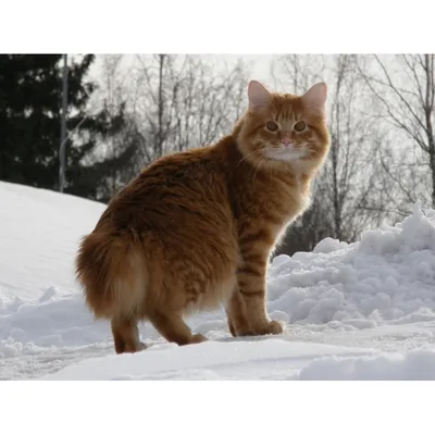 Породы бесхвостых кошек - Питомцы Mail.ru