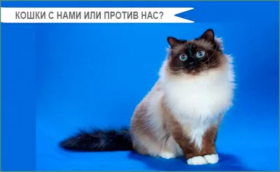 Мэнкс: описание породы кошек, характер, уход — Purina.ru