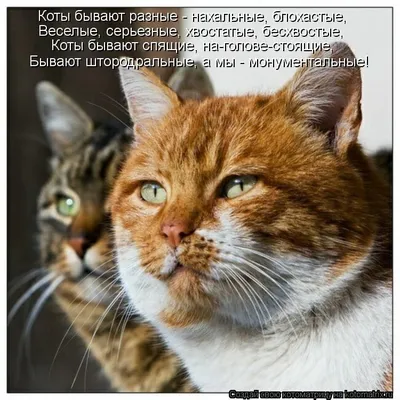 Мэнкс: описание породы кошек, характер, уход — Purina.ru