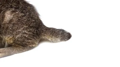 Кошки-прилипалы | 10 пород, которые очень привязаны к своим хозяевам -  Питомцы Mail.ru