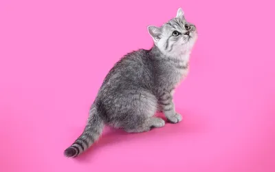 Как определить породу котенка по окрасу? | Официальный сайт WHISKAS®