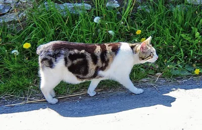 Породы кошек без хвоста с фотографиями и названиями: бесхвостые породы кошек