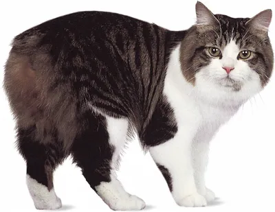 Как бесхвостые породы кошек выживают без хвоста | Домашняя фауна | Дзен