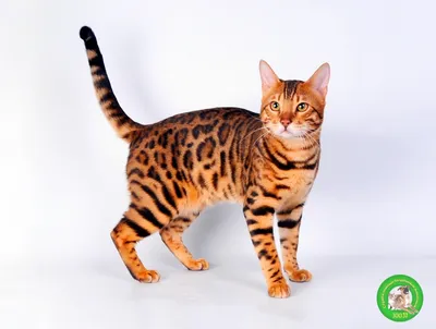 Как определить породу котенка по окрасу? | Официальный сайт WHISKAS®