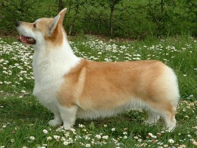 Породы собак без хвоста: подборка пород у которых нет хвоста - с  названиями, описаниями и фото