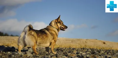 Порода шведский вальхунд (шведская пастушья собака) - Породы собак обзор на  Gomeovet