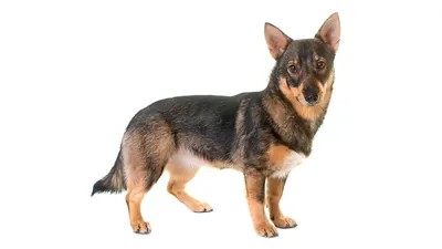 Шелти: характеристика породы собак, уход и фото шетландских овчарок